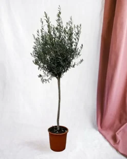LA GREEN TOUCH - Olivier - olea europaea tronc 160cm - plante d'extérieur