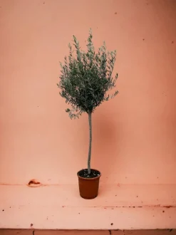 LA GREEN TOUCH - Olivier - olea europaea tronc 160cm - plante d'extérieur
