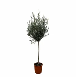 LA GREEN TOUCH - Olivier - olea europaea tronc 160cm - plante d'extérieur