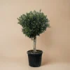 LA GREEN TOUCH - Olivier olea europaea h180cm
