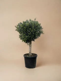 LA GREEN TOUCH - Olivier olea europaea h180cm