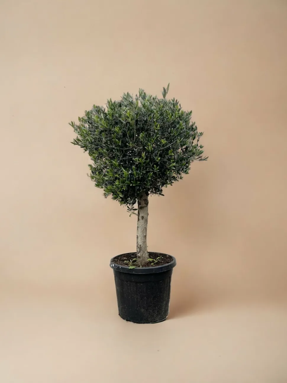 LA GREEN TOUCH - Olivier olea europaea h180cm