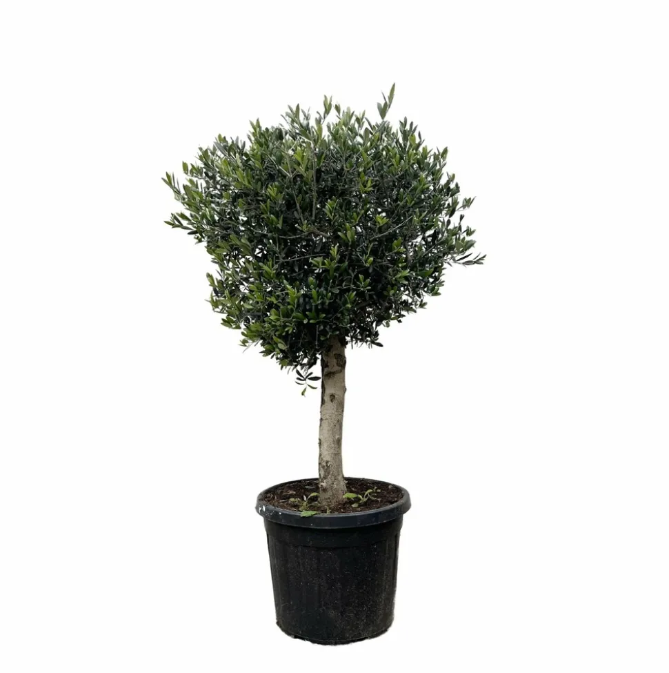 LA GREEN TOUCH - Olivier olea europaea h180cm