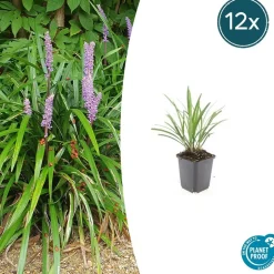 LA GREEN TOUCH - Ophiopogon - herbe aux turquoises 'ingwersen' x60 – entre 3,75 et 5m2
