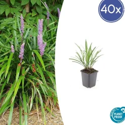 LA GREEN TOUCH - Ophiopogon - herbe aux turquoises 'ingwersen' x60 – entre 3,75 et 5m2