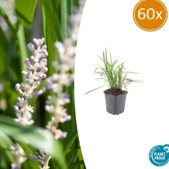 LA GREEN TOUCH - Ophiopogon - herbe aux turquoises 'monroe white' x60 – entre 3,75 et 5m2