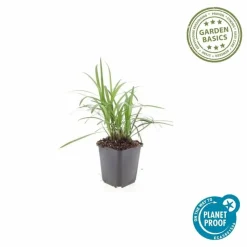 LA GREEN TOUCH - Ophiopogon - herbe aux turquoises 'monroe white' x60 – entre 3,75 et 5m2