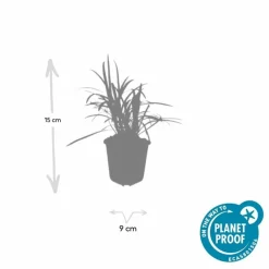 LA GREEN TOUCH - Ophiopogon - herbe aux turquoises 'monroe white' x60 – entre 3,75 et 5m2
