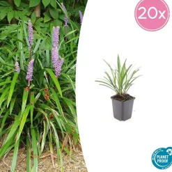 LA GREEN TOUCH - Ophiopogon - herbe aux turquoises 'ingwersen' x20 – entre 1,25 et 1,67m2