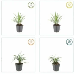 LA GREEN TOUCH - Ophiopogon - herbe aux turquoises 'ingwersen' x20 – entre 1,25 et 1,67m2