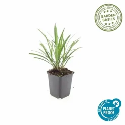 LA GREEN TOUCH - Ophiopogon - herbe aux turquoises 'ingwersen' x20 – entre 1,25 et 1,67m2