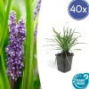 LA GREEN TOUCH - Ophiopogon - herbe aux turquoises 'big blue' x40 – entre 2,5 et 3,33m2