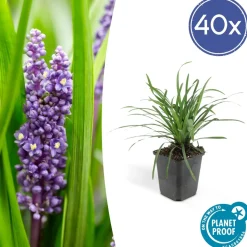 LA GREEN TOUCH - Ophiopogon - herbe aux turquoises 'big blue' x40 – entre 2,5 et 3,33m2