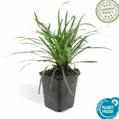 LA GREEN TOUCH - Ophiopogon - herbe aux turquoises 'big blue' x40 – entre 2,5 et 3,33m2