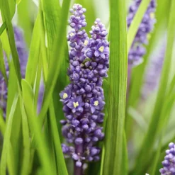 LA GREEN TOUCH - Ophiopogon - herbe aux turquoises 'big blue' x40 – entre 2,5 et 3,33m2