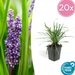 LA GREEN TOUCH - Ophiopogon - herbe aux turquoises 'big blue' x40 – entre 2,5 et 3,33m2