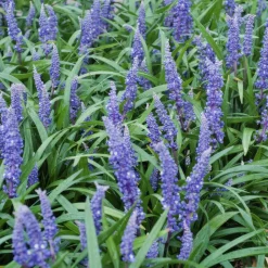 LA GREEN TOUCH - Ophiopogon - herbe aux turquoises 'big blue' x6 – entre 0,38 et 0,5m2