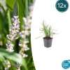 LA GREEN TOUCH - Ophiopogon - herbe aux turquoises 'moneymaker' x12 – entre 0,75 et 1m2