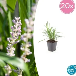LA GREEN TOUCH - Ophiopogon - herbe aux turquoises 'moneymaker' x12 – entre 0,75 et 1m2