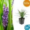 LA GREEN TOUCH - Ophiopogon - herbe aux turquoises 'big blue' x60 – entre 3,75 et 5m2