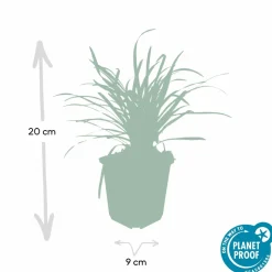 LA GREEN TOUCH - Ophiopogon - herbe aux turquoises 'big blue' x60 – entre 3,75 et 5m2