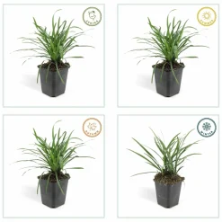 LA GREEN TOUCH - Ophiopogon - herbe aux turquoises 'big blue' x60 – entre 3,75 et 5m2