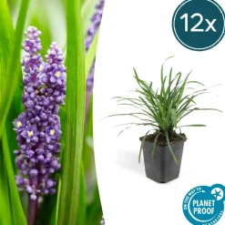 LA GREEN TOUCH - Ophiopogon - herbe aux turquoises 'big blue' x60 – entre 3,75 et 5m2