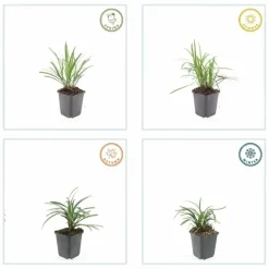 LA GREEN TOUCH - Ophiopogon - herbe aux turquoises 'monroe white' x12 – entre 0,75 et 1m2