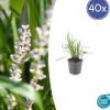 LA GREEN TOUCH - Ophiopogon - herbe aux turquoises 'moneymaker' x40 – entre 2,5 et 3,33m2