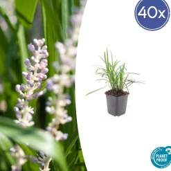LA GREEN TOUCH - Ophiopogon - herbe aux turquoises 'moneymaker' x40 – entre 2,5 et 3,33m2