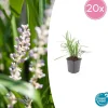 LA GREEN TOUCH - Ophiopogon - herbe aux turquoises 'monroe white' x20 – entre 1,25 et 1,67m2