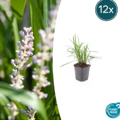 LA GREEN TOUCH - Ophiopogon - herbe aux turquoises 'monroe white' x20 – entre 1,25 et 1,67m2