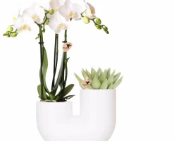 LA GREEN TOUCH - Orchidée amabilis et succulente en pot décoratif blanc