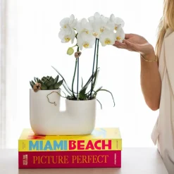 LA GREEN TOUCH - Orchidée amabilis et succulente en pot décoratif blanc