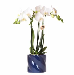 LA GREEN TOUCH - Orchidée amabilis blanche et son pot bleu candy - hauteur 35cm