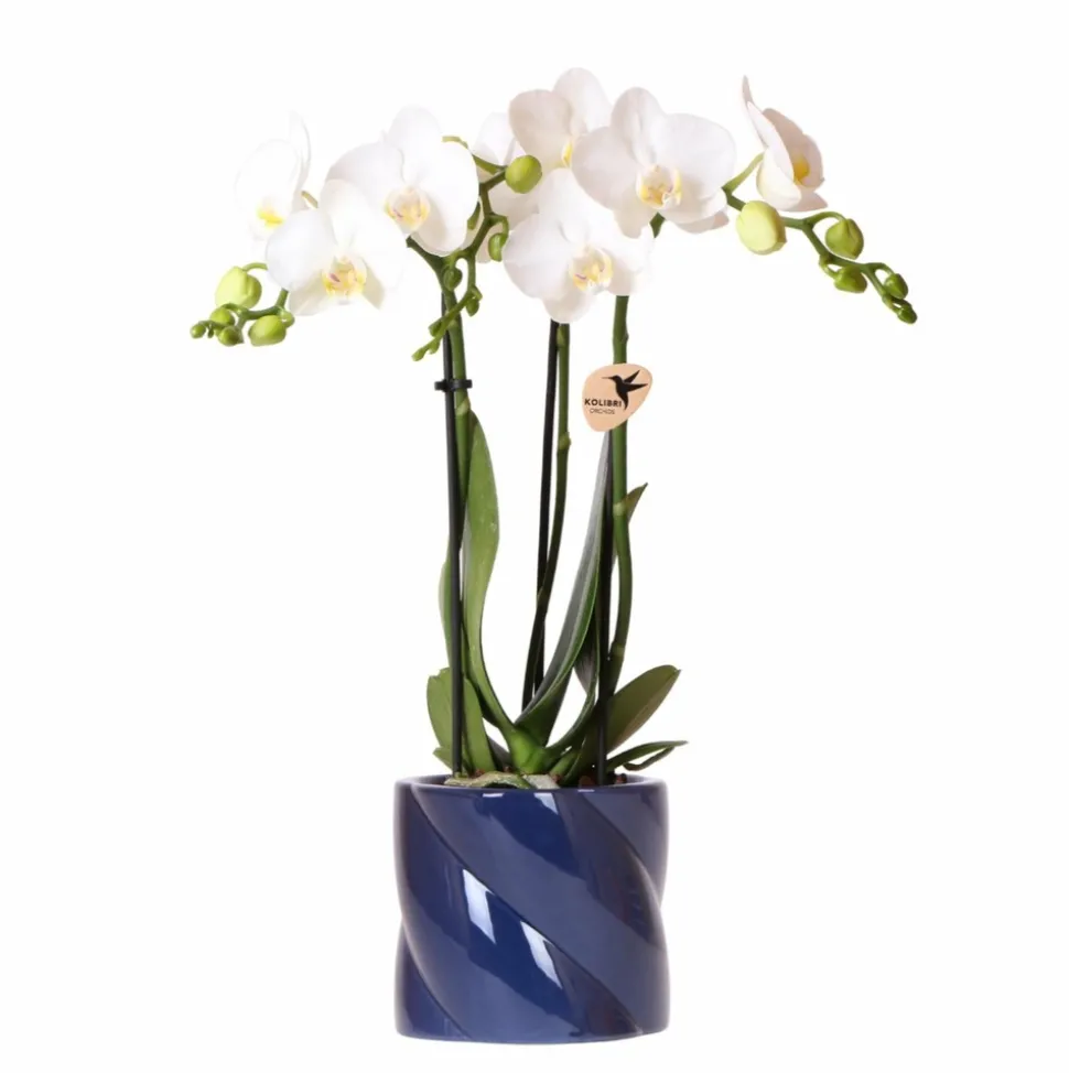 LA GREEN TOUCH - Orchidée amabilis blanche et son pot bleu candy - hauteur 35cm