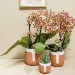 LA GREEN TOUCH - Orchidée araignée orange en pot - plante d'intérieur fleurie 35cm - plante d'intérieur