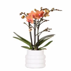 LA GREEN TOUCH - Orchidée bolzano en pot bubble blanc 35cm - plante d'intérieur