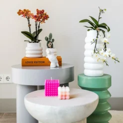 LA GREEN TOUCH - Orchidée bolzano en pot bubble blanc 35cm - plante d'intérieur