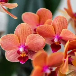 LA GREEN TOUCH - Orchidée bolzano en pot bubble blanc 35cm - plante d'intérieur