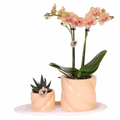 LA GREEN TOUCH - Orchidée corail et succulente avec cache-pot pêche sur plateau blanc