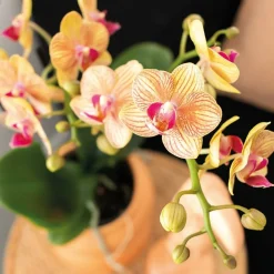 LA GREEN TOUCH - Orchidée corail et succulente avec cache-pot pêche sur plateau blanc