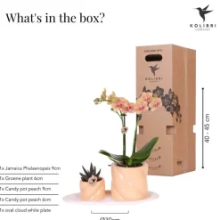 LA GREEN TOUCH - Orchidée corail et succulente avec cache-pot pêche sur plateau blanc