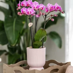 LA GREEN TOUCH - Orchidée el salvador rose et son pot diabolo - hauteur 35cm
