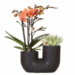 LA GREEN TOUCH - Orchidée et succulent en pot noir design