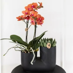 LA GREEN TOUCH - Orchidée et succulent en pot noir design