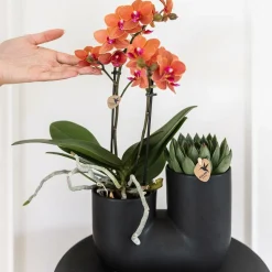 LA GREEN TOUCH - Orchidée et succulent en pot noir design