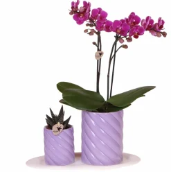 LA GREEN TOUCH - Orchidée morelia et plante verte en pots candy sur plateau
