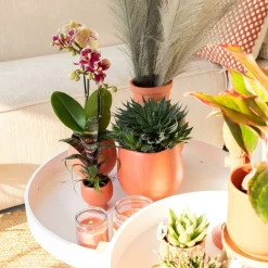LA GREEN TOUCH - Orchidée orange et succulent miranda avec pots céramiques 35cm - plante d'intérieur