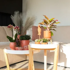 LA GREEN TOUCH - Orchidée orange et succulent miranda avec pots céramiques 35cm - plante d'intérieur